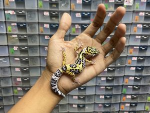 J-171 | SNOW LINE SUPER PIED - BETINA