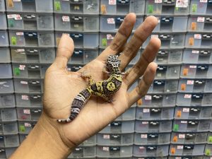 J-173 | AFGHAN CROSS - BETINA