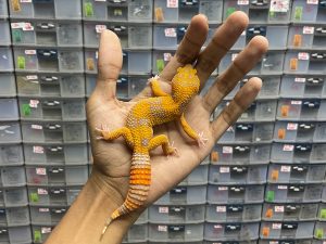 J-174 | SUNSPOT - BETINA