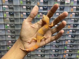 J-175 | SUNSPOT - BETINA