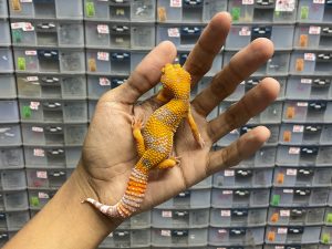 J-176 | SUNSPOT - BETINA