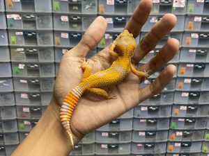 J-178 | SUNSPOT - BETINA