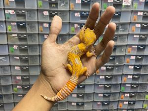 J-179 | SUNSPOT - BETINA