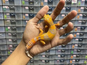 J-180 | SUNSPOT - BETINA