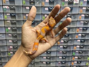 J-181 | SUNSPOT - BETINA