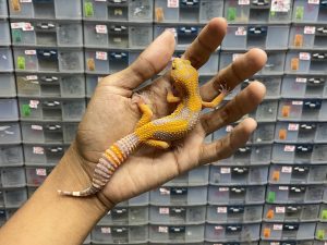 J-182 | SUNSPOT - BETINA