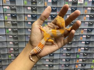 J-183 | TREMPER LAVENDER (SUNSPOT) - BETINA