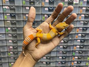 J-184 | SUNSPOT - BETINA