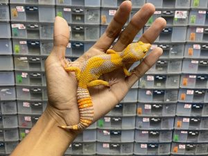 J-185 | SUNSPOT - BETINA