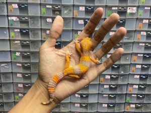 J-186 | SUNSPOT - BETINA