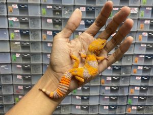 J-188 | SUNSPOT - BETINA