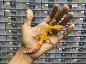 J-190 | SUNSPOT - BETINA