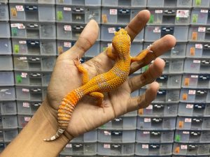 J-192 | SUNSPOT - BETINA