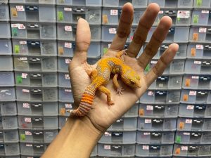 J-193 | SUNSPOT - BETINA