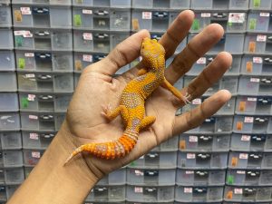 J-194 | SUNSPOT - BETINA