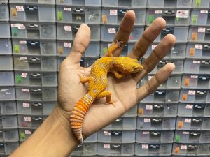 J-195 | SUNSPOT - BETINA