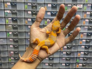 J-196 | SUNSPOT - BETINA