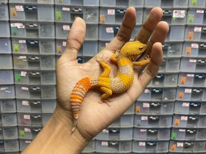 P-118 | SUNSPOT - BETINA