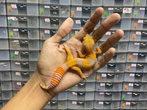 J-198 | SUNSPOT - BETINA