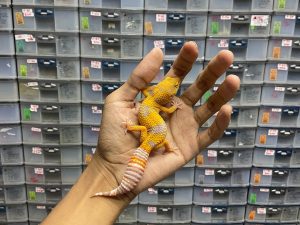 J-199 | SUNSPOT - BETINA