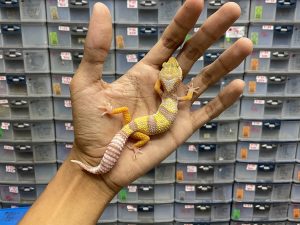 J-163 | GOBLIN - BETINA