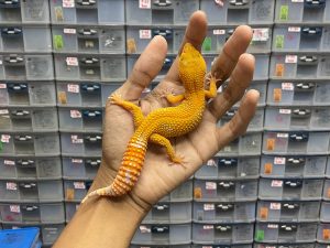 J-177 | TREMPER LAVENDER LINE SUNSPOT - BETINA