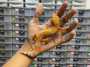 J-189 | SUNSPOT - BETINA | MINUS KEMUNGKINAN TUMOR