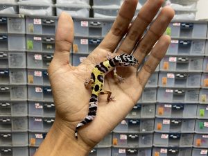 B-243 | AFGHAN CROSS LINE BLACK NIGHT - INCUB. BETINA