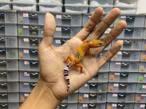 B-234 | EMERINE - INCUB. BETINA