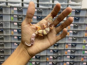 B-235 | GOBLIN - INCUB. BETINA