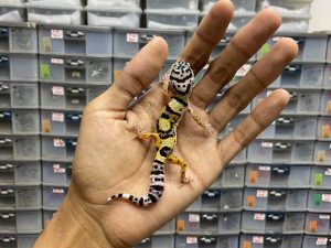 B-236 | AFGHAN CROSS - INCUB. BETINA