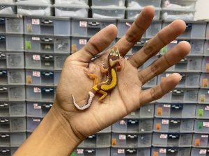 B-237 | ALBINO TREMPER BOLD STRIPE - INCUB. BETINA