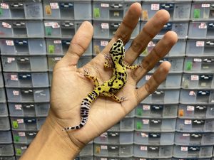 J-162 | AFGHAN SNOW - BETINA