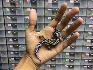 J-159 | MACK SNOW BOLD STRIPE POSSIBLE HET. TREMPER - BETINA