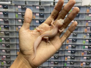 P-120 | ALBINO BELL BLACK NIGHT -INCUB BETINA | MINUS TIPIS