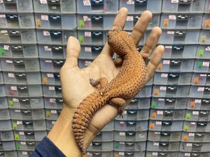 AFT-17 | PATTY HET. OREO - JANTAN