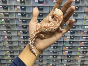 AFT-18 | WHITE OUT AMELANISTIC HET. PATTY - JANTAN