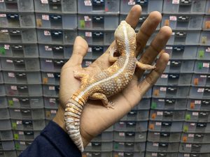 AFT-19 | WHITE OUT STRIPE AMELANISTIC - JANTAN