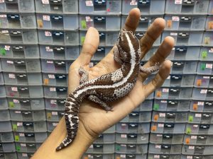 AFT-20 | OREO STRIPE POSSIBLE HET. PATTY - JANTAN