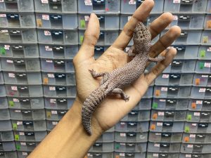 AFT-21 | OREO PATTY - JANTAN