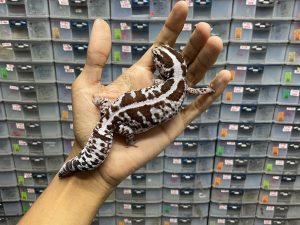 AFT-22 | WHITE OUT OREO STRIPE POSSIBLE HET. PATTY - BETINA