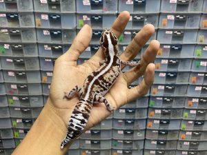 AFT-23 | WHITE OUT OREO HET. AMELANISTIC - BETINA