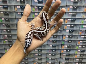 AFT-24 | WHITE OUT STRIPE HET. OREO POSSIBLE HET. AMELANISTIC - BETINA