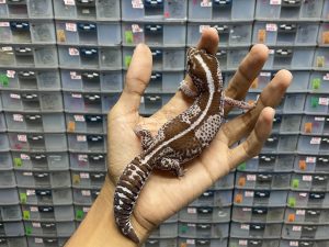 AFT-26 | OREO STRIPE POSSIBLE HET. PATTY - BETINA