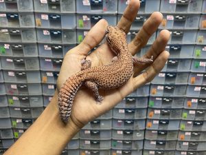 AFT-28 | PATTY POSSIBLE HET AMELANISTIC - BETINA