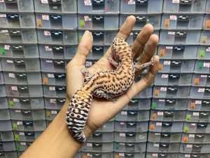 AFT-29 | WHITE OUT PATTY HET. OREO - BETINA OVUL