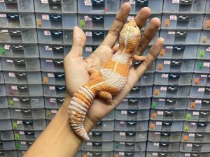 AFT-30 | AMELANISTIC TANGERINE POSSIBLE HET. PATTY - BETINA