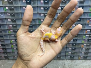 B-239 | ALBINO BELL RAPTOR LAVENDER - INCUB. BETINA