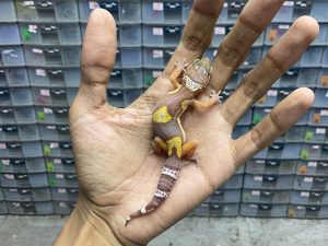 B-240 | TREMPER BLACK NIGHT (CHOCOLATTE) - INCUB. BETINA