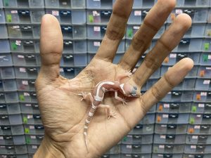 B-273 | MACK SNOW TREMPER ALBINO - INCUB. JANTAN